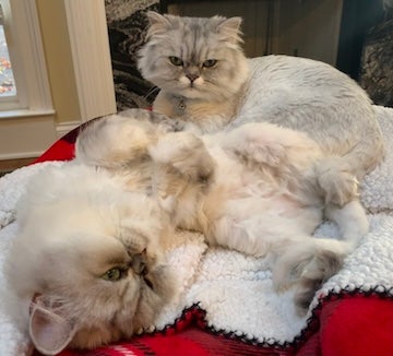 cats